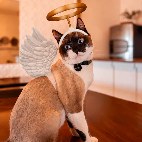 Anjinho Felino - Fantasia para Gato