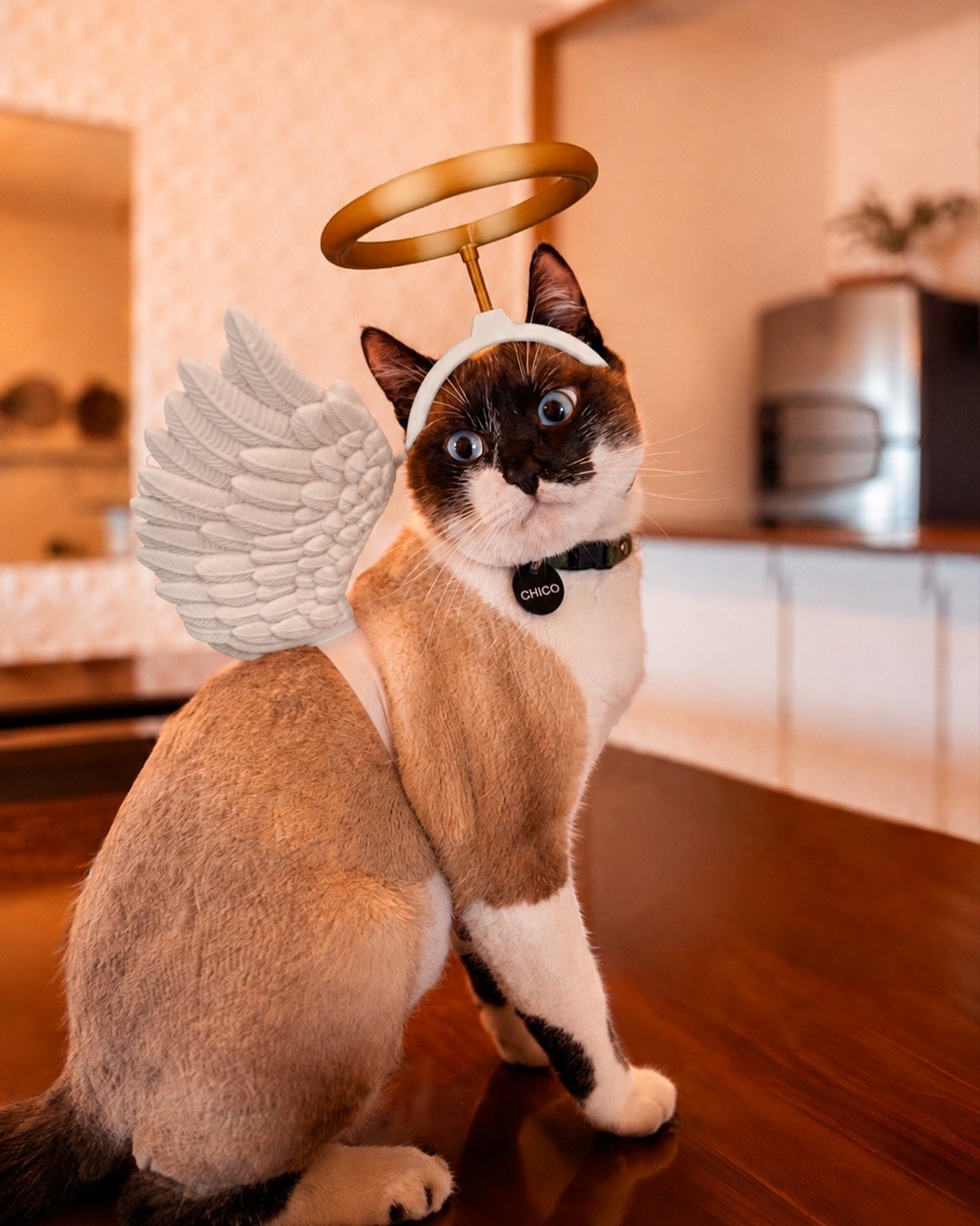 Anjinho Felino - Fantasia para Gato — foto 1