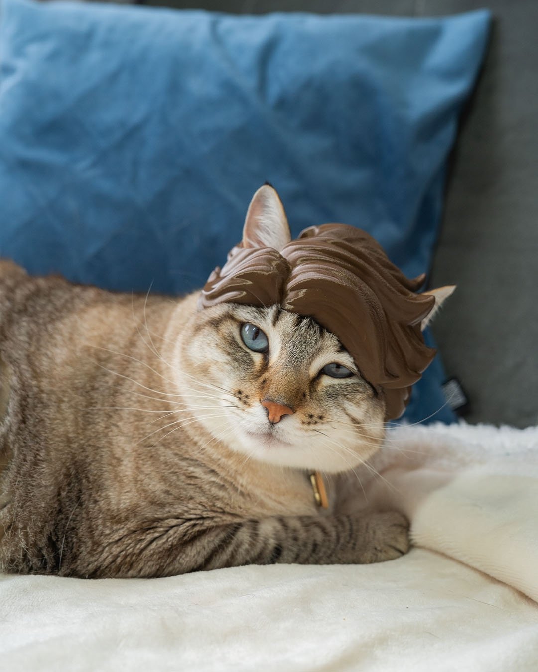 Cabelão Glamouroso - Fantasia para Gato — foto 1
