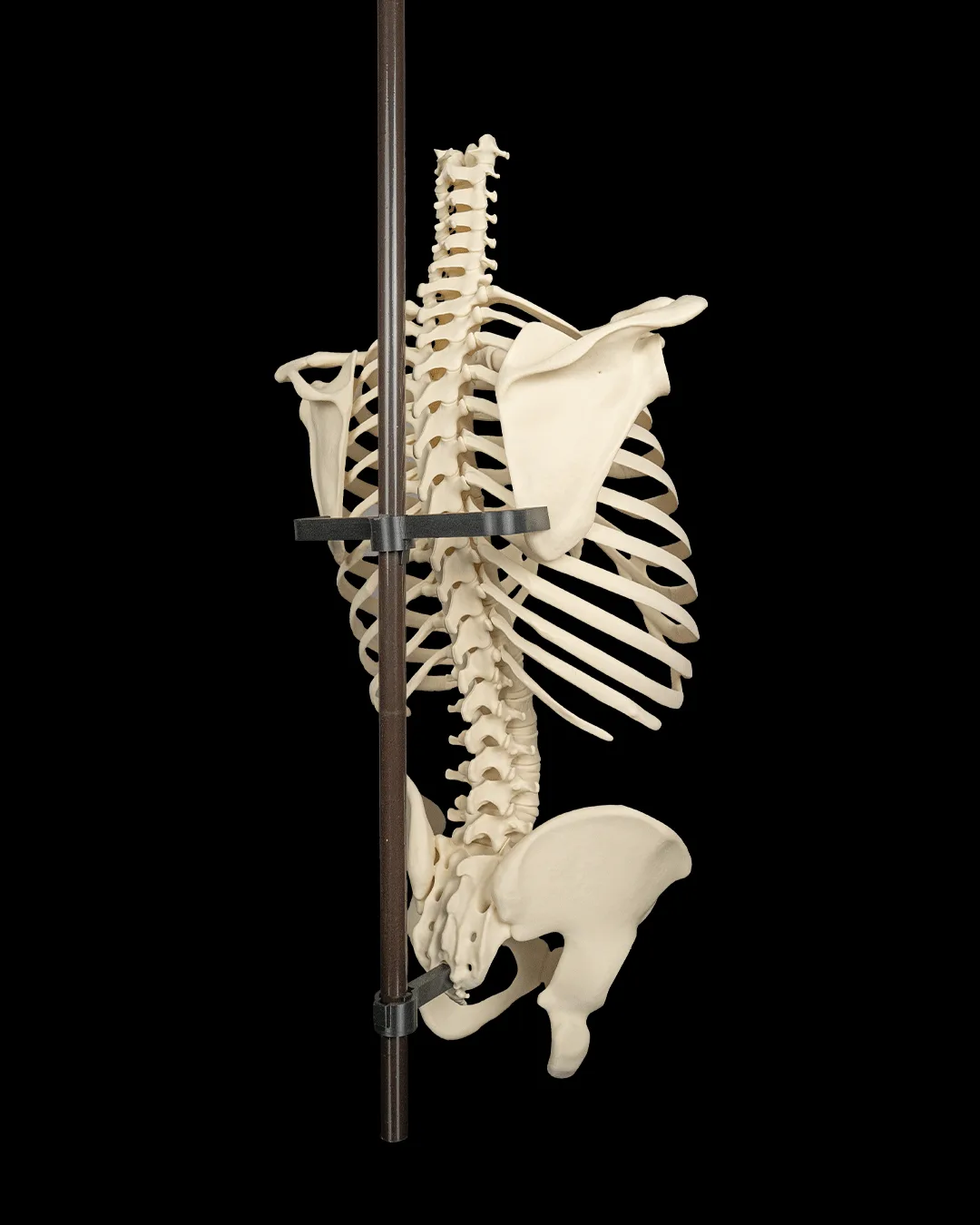 Caixa Torácica, Coluna Vertebral e Pelve