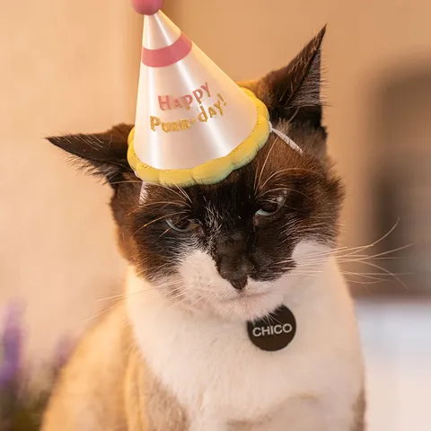 Chapéu de Festa - Fantasia para Pet