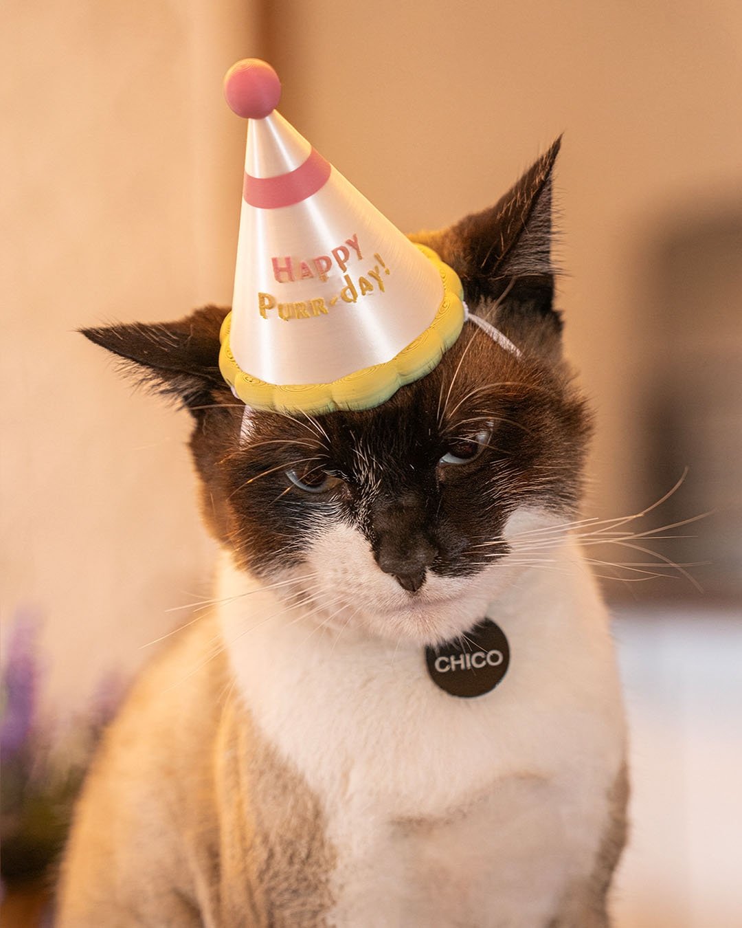 Chapéu de Festa - Fantasia para Pet — foto 1