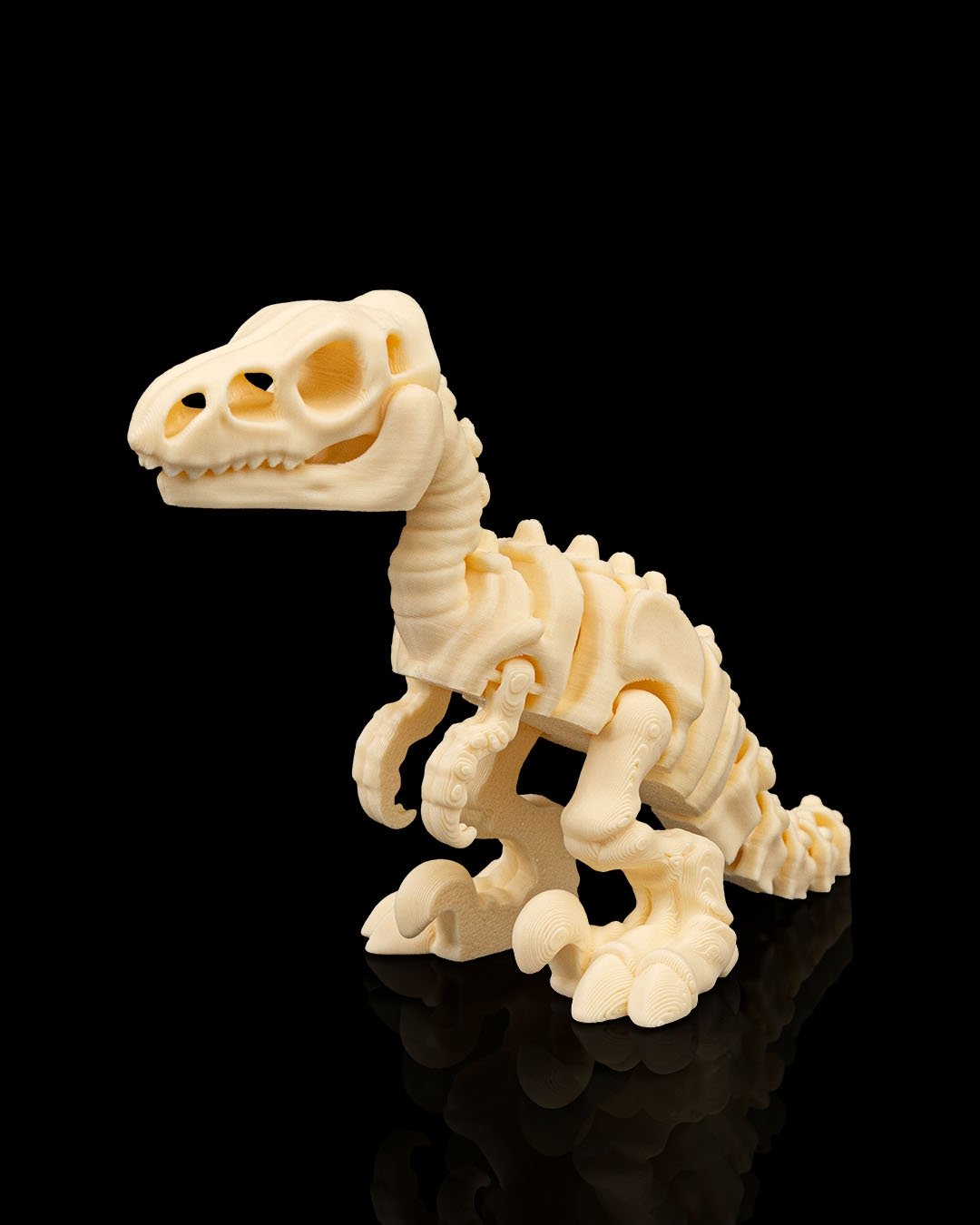 Esqueleto Velociraptor — foto 1