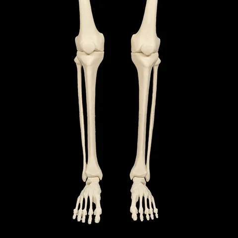 Membro Inferior